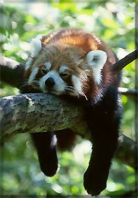 lp01.jpg (21394 Byte)