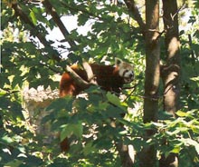 s5 copy.jpg (29635 Byte)